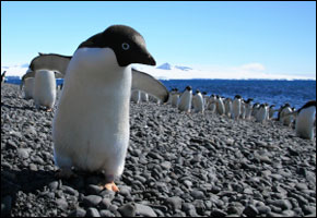 adelie_penguin