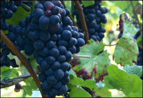 australia_grape