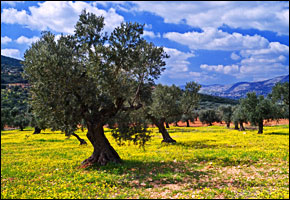 israel_fruit