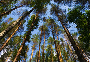 fir fir