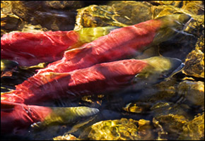 salmonalaska