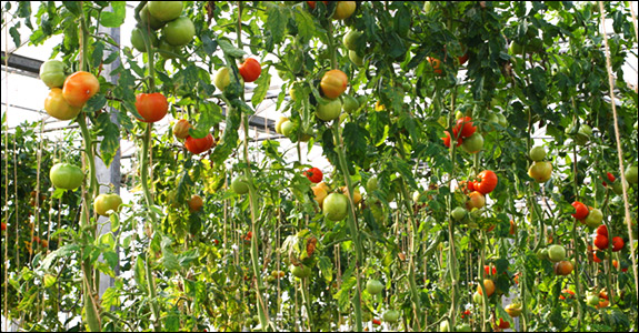 tomatoes