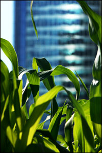 vertcorn