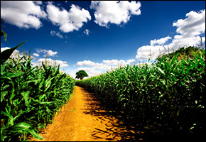 cornfield