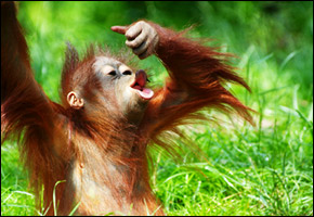 orangutan
