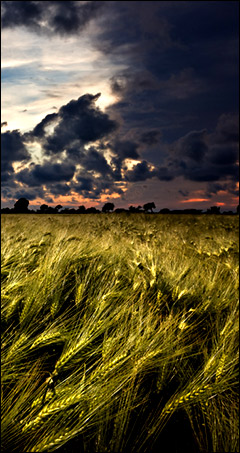 wheatfield
