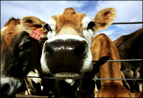 cows