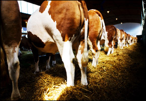 cowsepa