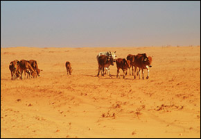 cattledesert