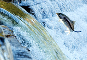 lamprey