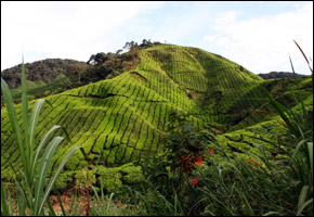 assamteaplantation assamteaplantation