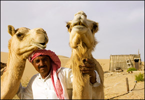 camels camels