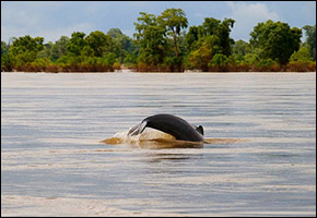 irrawaddy_dolphin