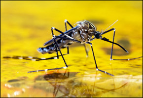 mosquito mosquito