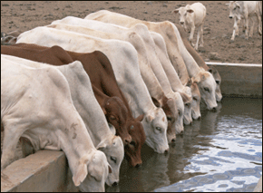 Dry Spell Drives Kenya to Famine