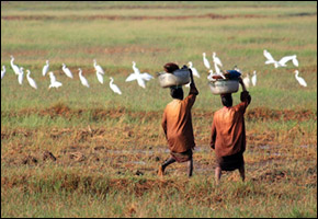 ricepaddy_india ricepaddy_india