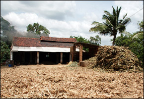 Sugar cane futures up from drought in India