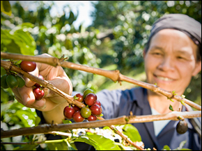 An indigenous women harvests coffee