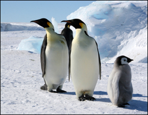 Optimism for Polar Ice in Antarctica Optimism for Polar Ice in Antarctica