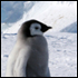 Climate News Story: Glimmer of Optimism for Polar Ice in Antarctica 
