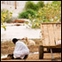 Climate News Story: Perspective: Sudan – Land of Water and Thirst; War and Peace 