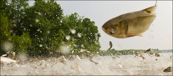 Jumping Asian Carp