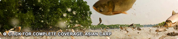 Asian Carp Coverage & Videos Asian Carp Coverage & Videos