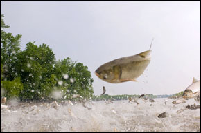 asian carp