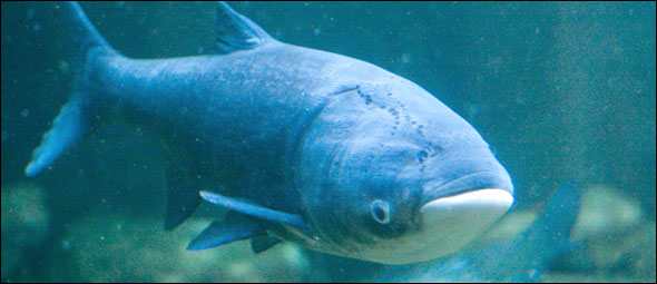 Asian Carp Capture