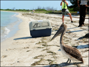 BP Gulf of Mexico Oil Spill Water Energy