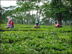 An Assam tea farm in India
