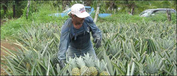 Latin America Agriculture