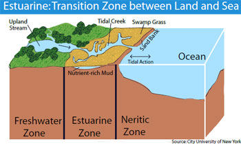 Estuary Zone Graphic Estuarine Zone Estuary Haiti Cholera Water Fact Data