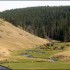 Cows grazing by the N Fork Powder River