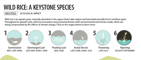 wild-rice-infographic
