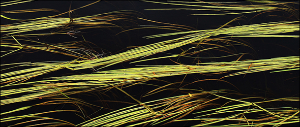 Wild rice on the Bad River Reservation in northern Wisconsin is in the floating leaf stage by early June, with a single shoot lying on the water’s surface. This is considered one of the most critical—and and dangerous—stages in the rice’s life cycle. The plants are just beginning to change physiologically from exchanging gases with the water column to exchanging gases with the air. Therefore, they are very susceptible to heavy rains and flooding events that can either rip out the young plants by the roots, or drown them. June 6, 2011.