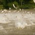 Jumping Asian Carp