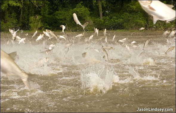 Jumping Asian Carp