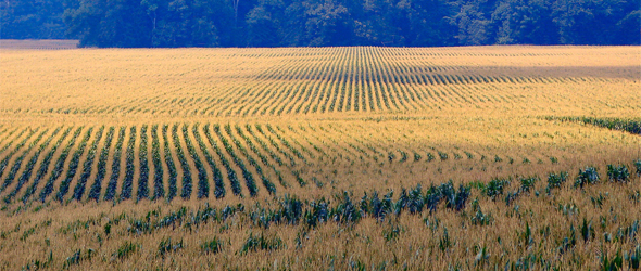 Droughts Hit World’s Agricultural Regions: Without Water, U.S. Corn Crop Faces Setbacks