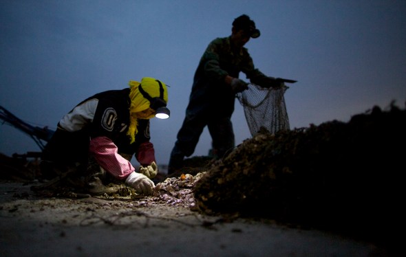 Click to enlarge. china aquaculture shandong aoshawei bay quindao dawn morning fishing boat