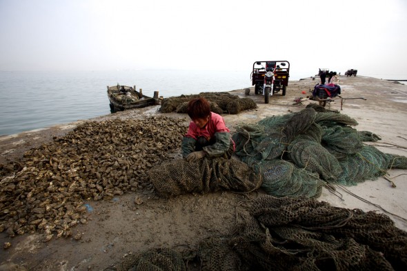Click to enlarge. china aquaculture shandong fishing aoshawei bay scallops clams oysters mussels fisherman
