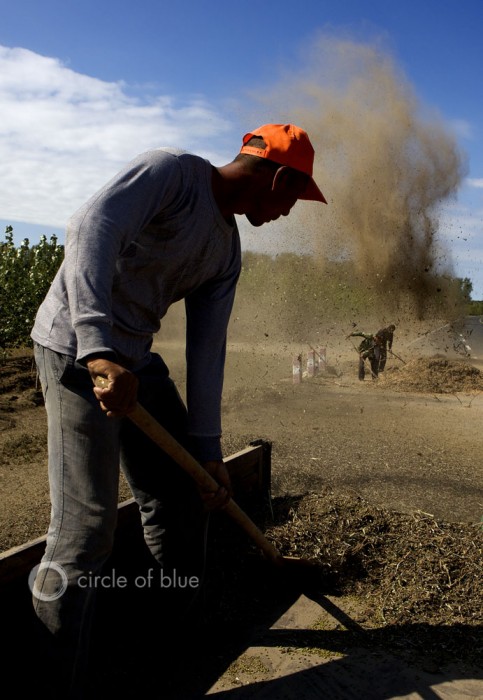 Farmers winnow recently harvested green beans. China farmers winnow harvest green beans Tongyu County Jilin Province