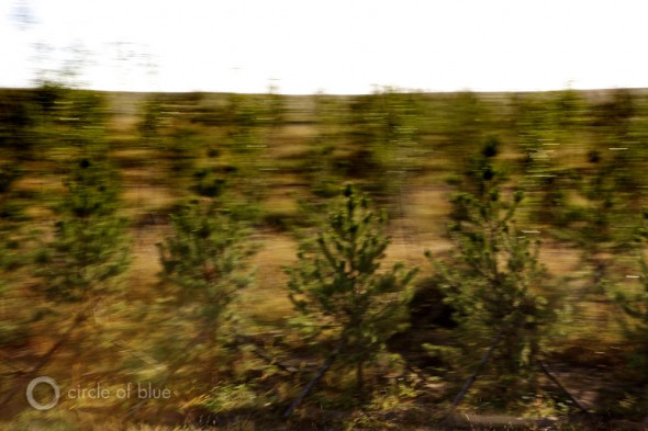 Click to enlarge. Green Wall of China trees stop desertification drifting sands erosion Inner Mongolia grasslands