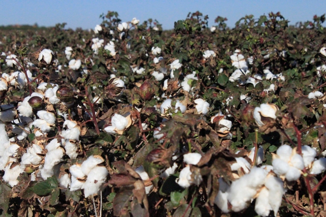 Texas Cotton Cottong Texas high plains