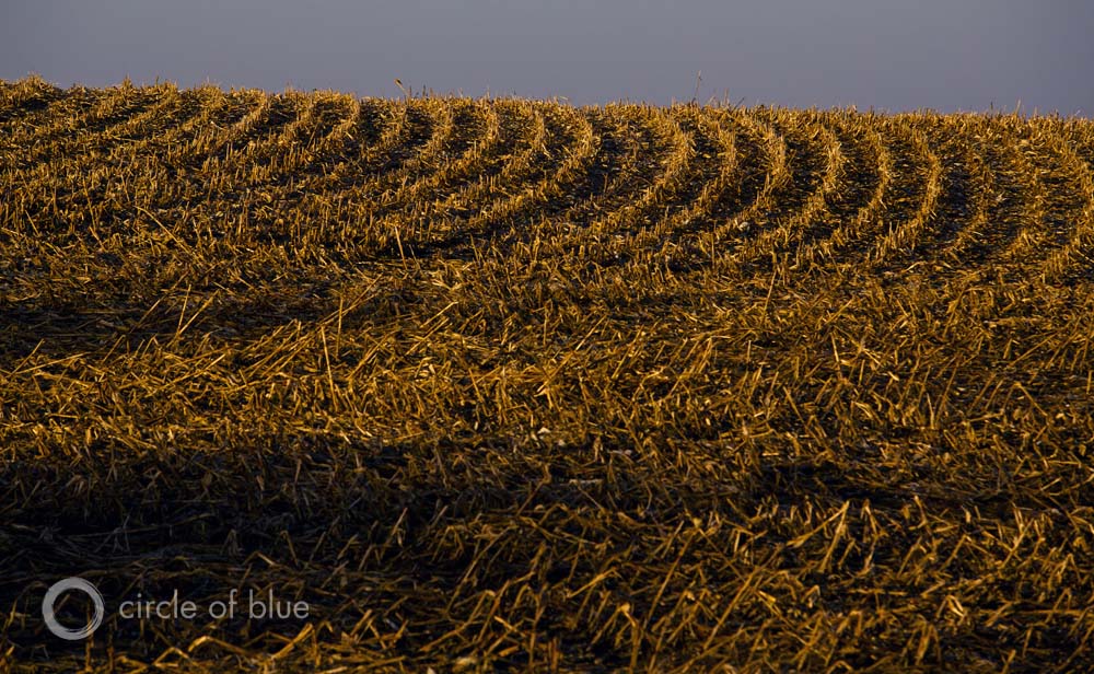 Global Grain Reserves Are Low; Legacy of U.S. Drought