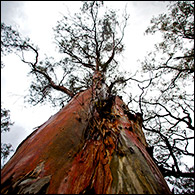 Red gum trees tower in a parched billabong near Swan Hill. According to the Commonwealth Scientific and Industrial Research Organization (CSIRO), drought and climate change are threatening the future of these iconic Australian trees. Use left and right arrows to scroll through all images.