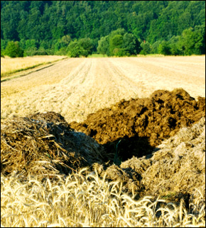 Runoff, often from cow manure spread on grain fields, can result in parasites and bacteria seeping into drinking water.