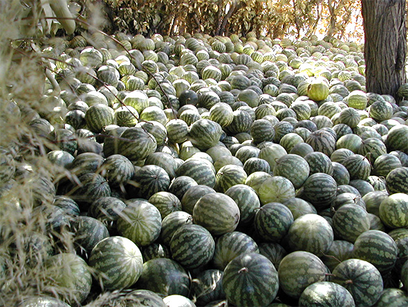 Wild Tsama melons are gathered into a secure Kalahari equivalent of a water tower.