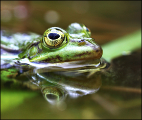 New research has found that atrazine, a chemical used in pesticides, causes infertility and sex changes in frogs