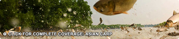 Asian Carp Coverage & Videos